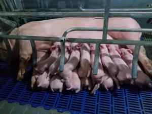 母猪展示